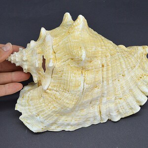 Pode incluir: Uma grande concha branca com uma superfície texturizada e estriada. A concha tem uma forma pontiaguda e espiral e uma boca larga e aberta.