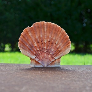 Può includere: Una grande conchiglia di capesante marrone con una superficie testurizzata. La conchiglia è chiusa e ha una forma a ventaglio.