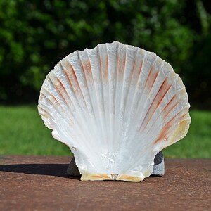 Può includere: Una conchiglia bianca con un interno rosa e arancio. La conchiglia è appoggiata su una superficie marrone.