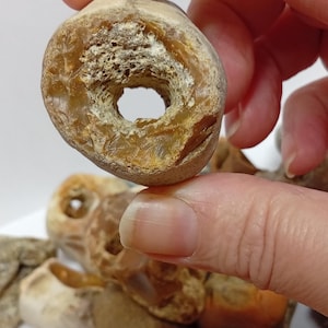 May include: A light brown, donut-shaped stone with a hole in the center. The stone has a rough, textured surface and is held by a person's fingers. Other similar stones are visible in the background.