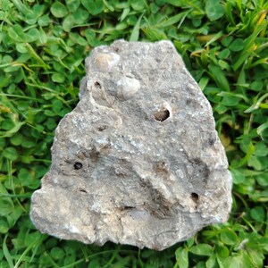 May include: A rough, grey, irregular-shaped sedimentary rock featuring multiple embedded fossilised shell fragments and small, hollow cavities throughout its textured, weathered surface, showcasing natural geological formations and mineral deposits.
