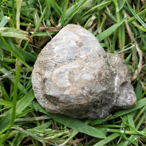 Shell Fossil from Ayrshire