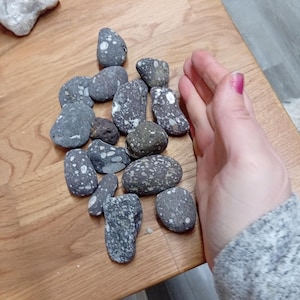 Peut inclure: Une collection de pierres grises et mouchetées de différentes formes et tailles. Les pierres sont disposées sur une surface en bois. Les pierres présentent un motif moucheté avec des taches blanches. Le thème général est celui des pierres naturelles.