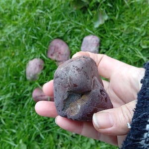 May include: A hand holding a dark purple, textured rock with several other similar rocks scattered on green grass. The rocks have a rough, porous surface and varying shades of purple.