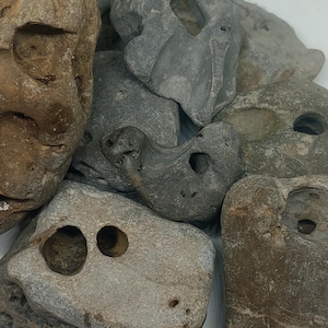 Könnte beinhalten: Eine Sammlung von sechs grauen und braunen Steinen mit verschiedenen Löchern und Texturen. Die Steine liegen auf einer weißen Oberfläche.