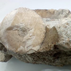 RARE Large Crinoid Stems, Carboniferous, Giant Stems, Scottish Fossil in Limestone, Ayrshire. 490g