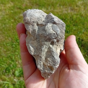 May include: A grey rock with a fossil embedded within it. The rock has a rough, textured surface and is held in a hand against a backdrop of green grass.