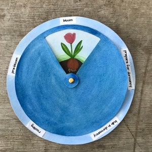 Tulip life cycle wheel lifecycle plant Montessori preschool teacher learning teaching material natural science Waldorf kindergarten school