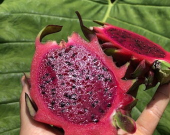 Red Dragonfruit (Pitaya)