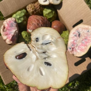 Annona Variety Box
