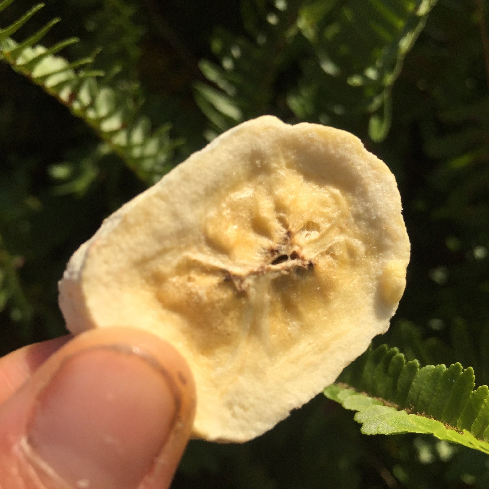 Freeze Dried Banana - Etsy