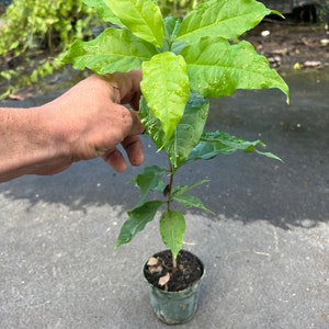 Erdnussbutter OBSTBAUM *Vorbestellung*