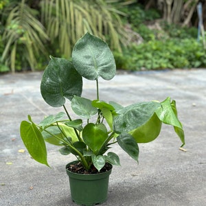 Monstera Deliciosa PLANT