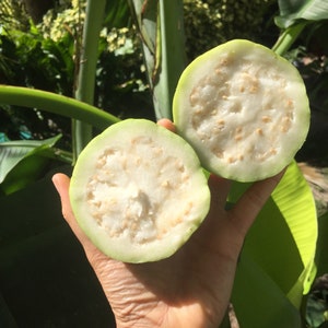 May include: Two halves of a green guava fruit, cut open to reveal the white flesh and small black seeds.