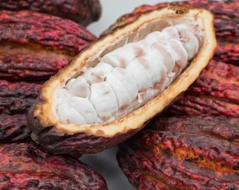 Cacao (Chocolate)