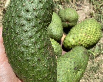 Juicing/Cooking Soursop