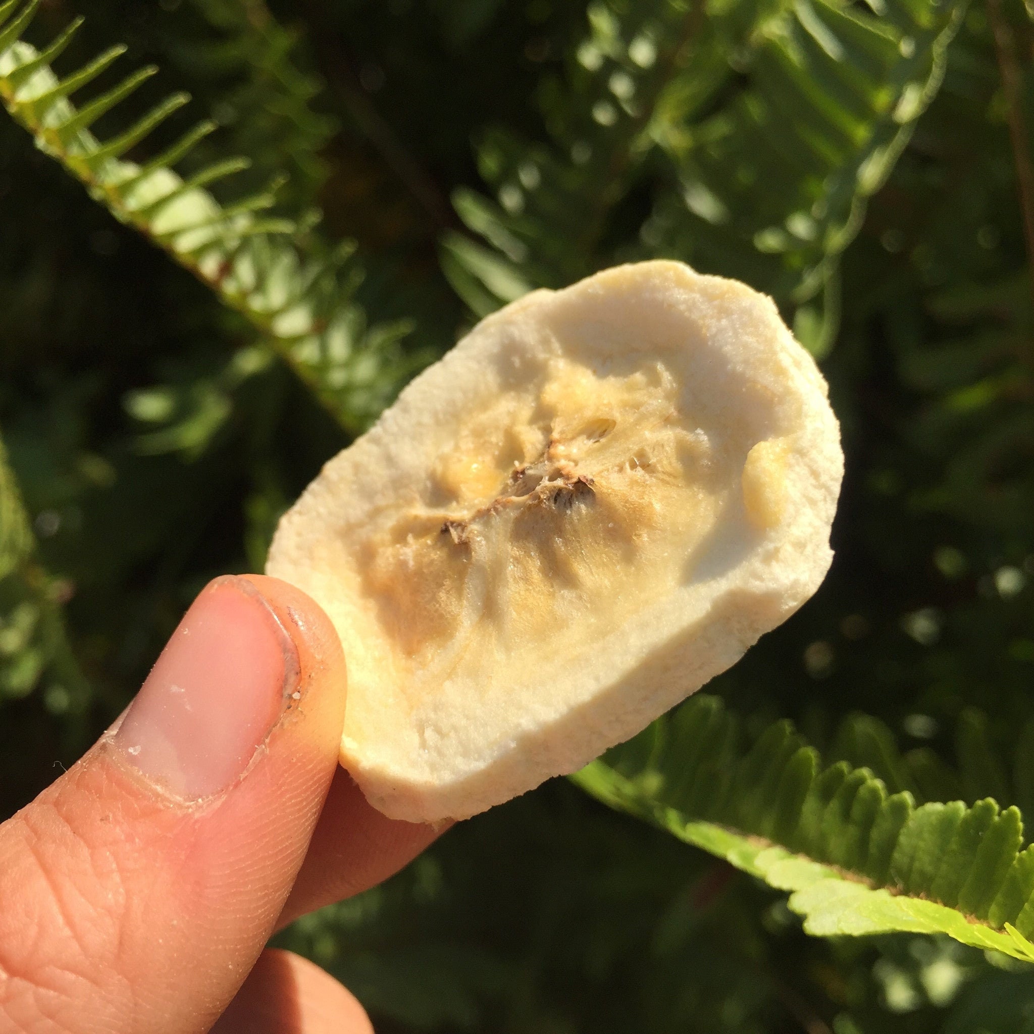Freeze Dried Banana - Etsy