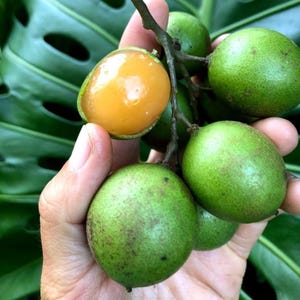 Mamoncillo (Guinep) *Pre-Order*