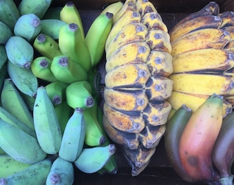 banana　CBN WHT XS Banana Zone Unisex White Hoodie – Real Vision