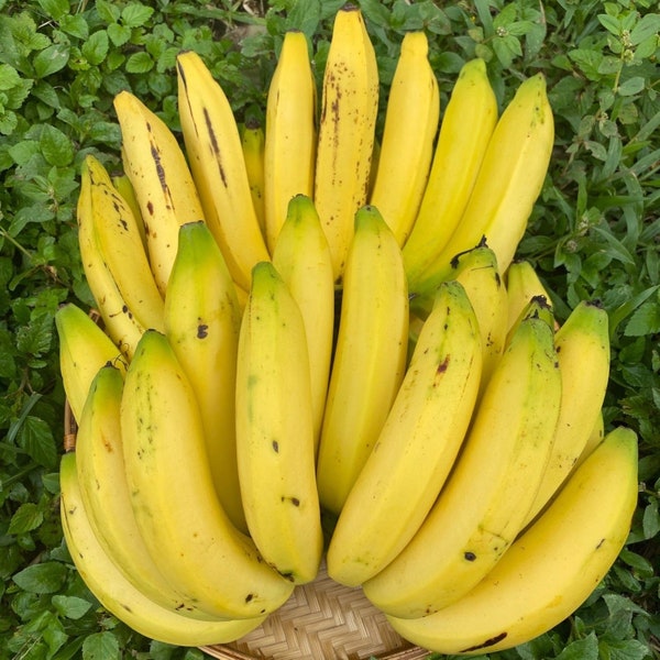 Gros Michel Banana