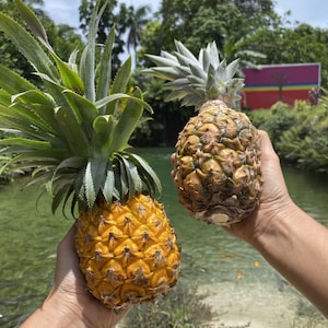Pineapple