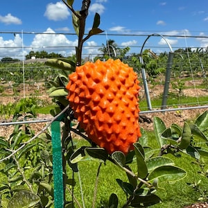 Annona Spinescens - Etsy