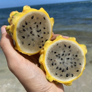Yellow Dragonfruit (Pitaya)