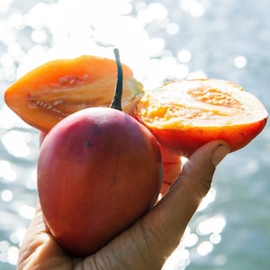 Tamarillo (Baumtomate)