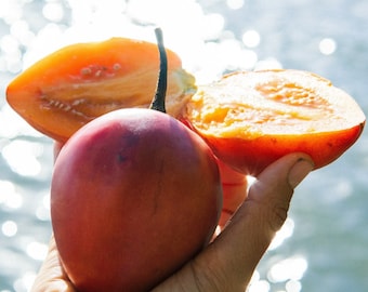 Tamarillo (Tree Tomato)