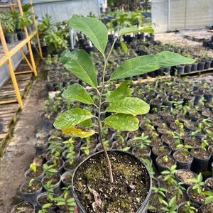 Ilama TREE - 1 gallon