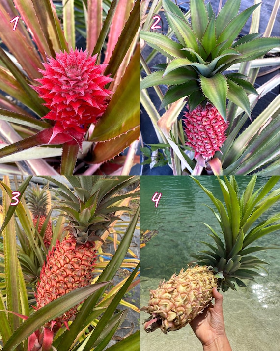 Planta De Fruta De Piña Árbol De Piña Que Lleva Fruta Foto De Stock