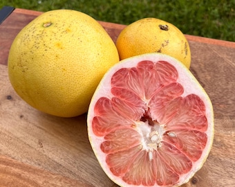 Pomelo *Pré-encomenda*