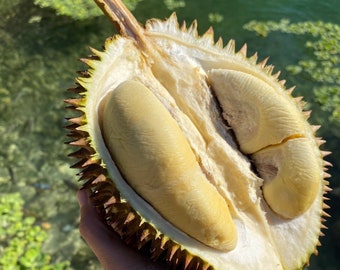 D24 (Sultan) Durian