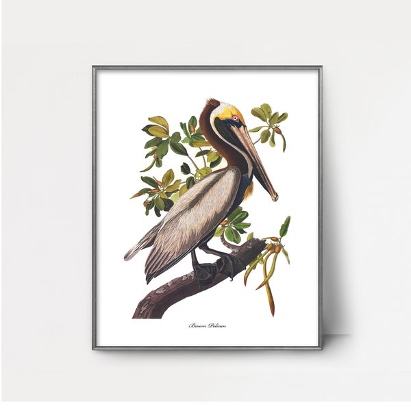 Brown Pelican Art 1850s Audubon Bird Print --- pelican print, mangrove home decor, vintage pelican painting, coastal decor