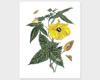 Maria Sibylla Merian 1705 — Fine Art Print /"Cardinal/'s Guard Butterfly/"