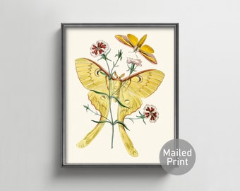 1840s Luna Moth Butterfly Art --- vintage butterfly wall art butterfly watercolor painting print, 1800s nature insect print