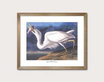 Great White Heron | Dark Coastal Wall Art | Audubon Southern Decor | Fine Art Print