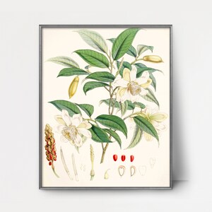 1850s Magnolia Print --- vintage botanical print white flower, magnolia painting, antique magnolia art, southern home decor