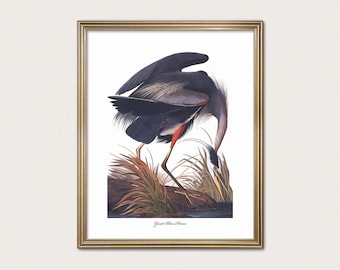 Great Blue Heron | Blue Gray Coastal Bird Art | Audubon Organic Modern Decor | Fine Art Print