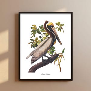 Brown Pelican, Audubon Bird Art - Vintage Coastal Painting Print