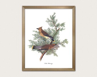 Cedar Waxwing | Elegant Bird Wall Art | Audubon Organic Modern Decor | Fine Art Print