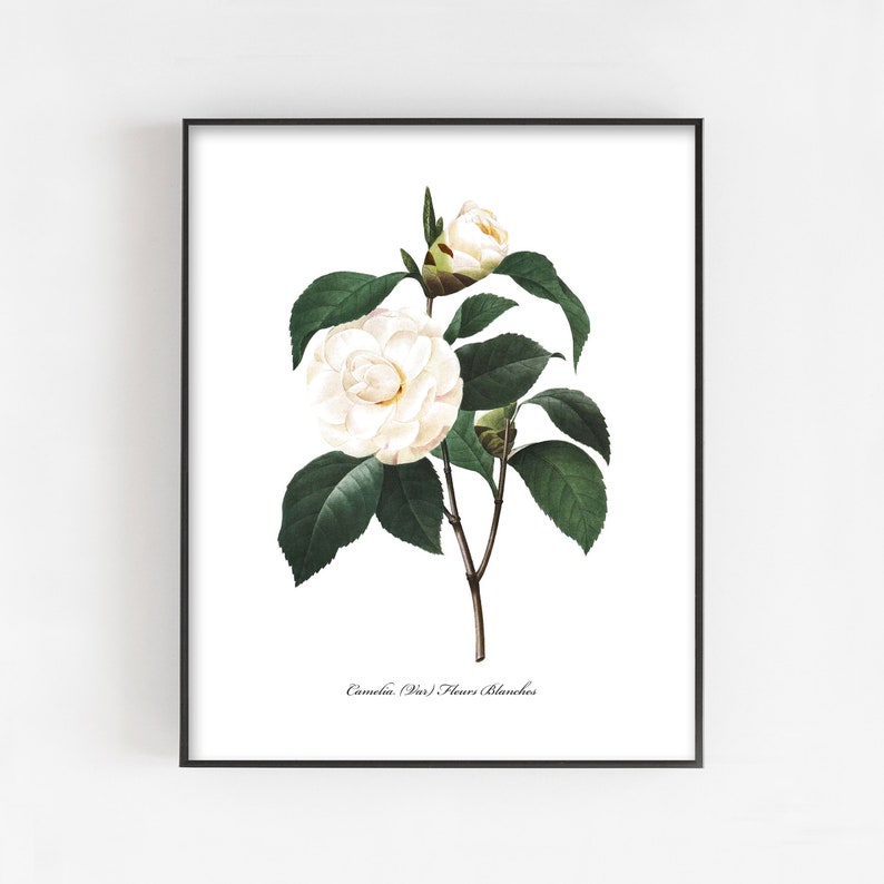 Botanical Wall Art Camellia Print Flower French Country White Home Decor