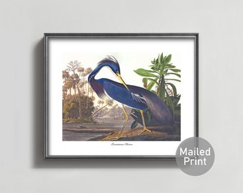 Louisiana Blue Heron Art 1850s Audubon Bird Print --- elegant heron print, coastal river home decor, vintage heron painting