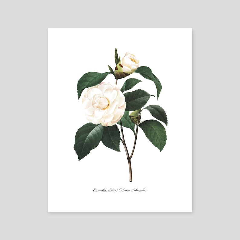 Botanical Wall Art Camellia Print Flower French Country White Home Decor