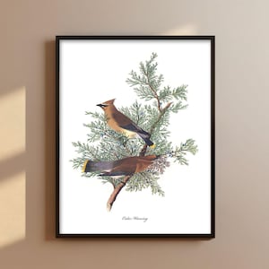 Cedar Waxwing Pair 1850s Audubon Print -- backyard bird print, cedar waxwing print, audubon bird painting, nature home decor