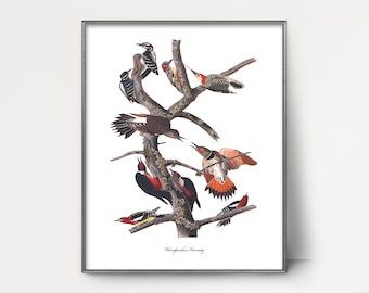 Authentic Vintage Ornithology Lithograph Print Woodpeckers Bird  Illustration