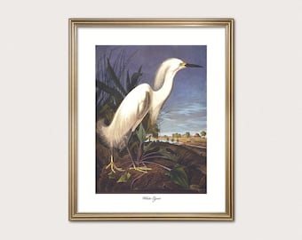 White Egret | Elegant White Bird Print | Audubon Southern Coastal Decor | Fine Art Print