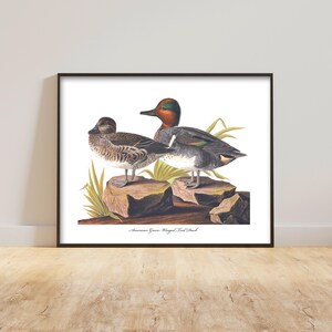 Impresión de aves de Audubon de la década de 1850 con diseño de pato verde azulado y alas verdes --- Impresión rústica de pato, arte de pared para hombres, pintura de aves, decoración masculina para el hogar