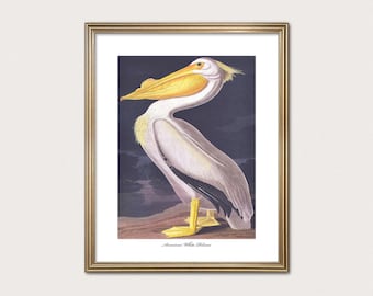 American White Pelican | Classic Coastal Wall Art | Audubon Beach House Decor | Fine Art Print