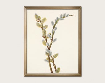 Vintage Botanical Print, Willow Branch Wall Art, Antique Style Illustration